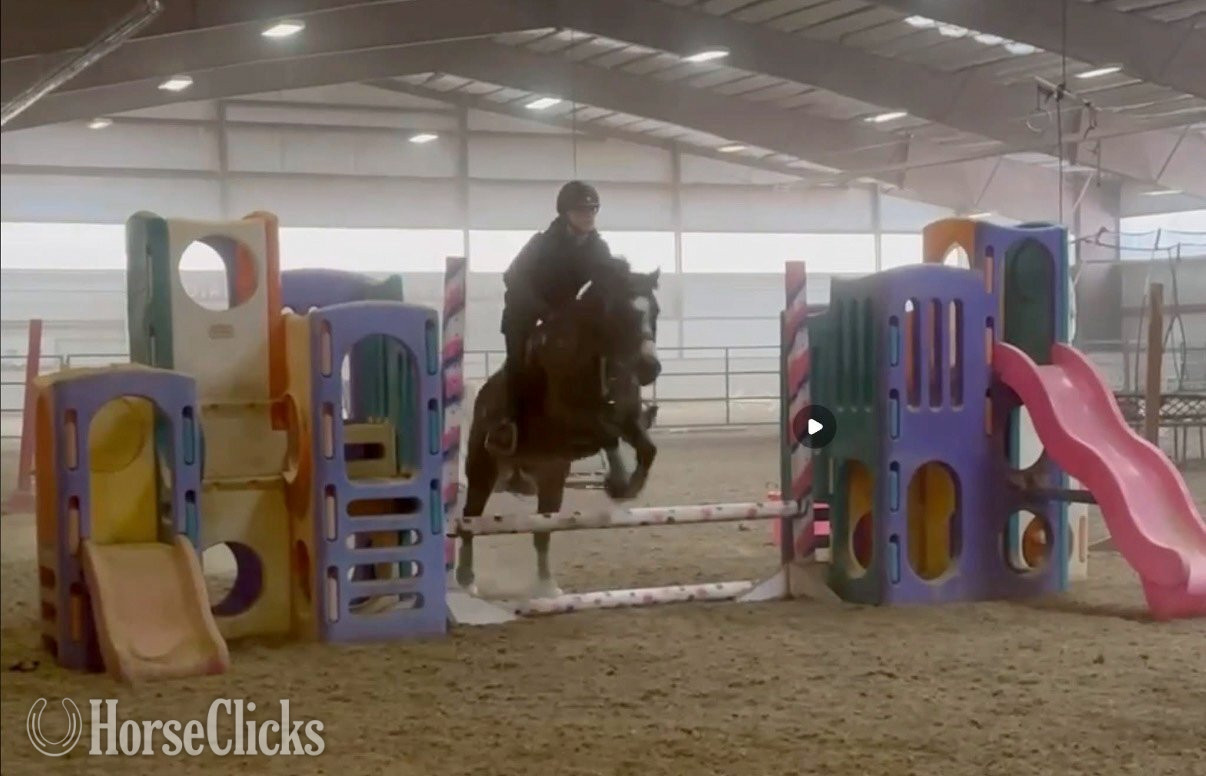 Colorado "Primrose Printz Charming" Bay Gelding Warmblood