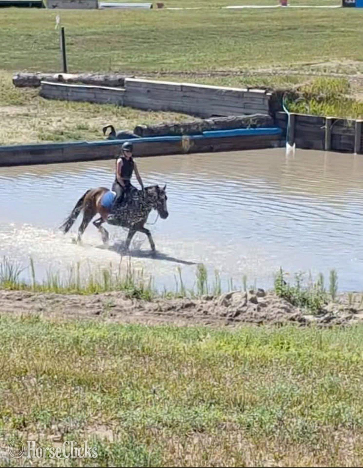 "Primrose Printz Charming" Bay Gelding Warmblood - Warmblood in Colorado