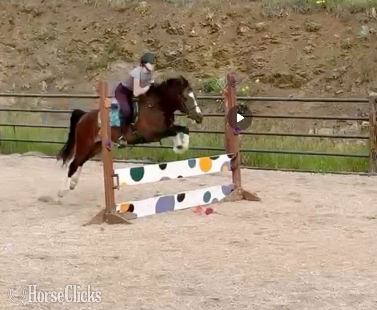 "Primrose Printz Charming" Bay Gelding Warmblood - Warmblood