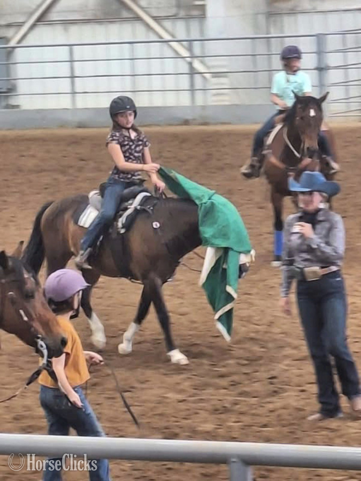 "Primrose Printz Charming" Bay Gelding Warmblood Colorado