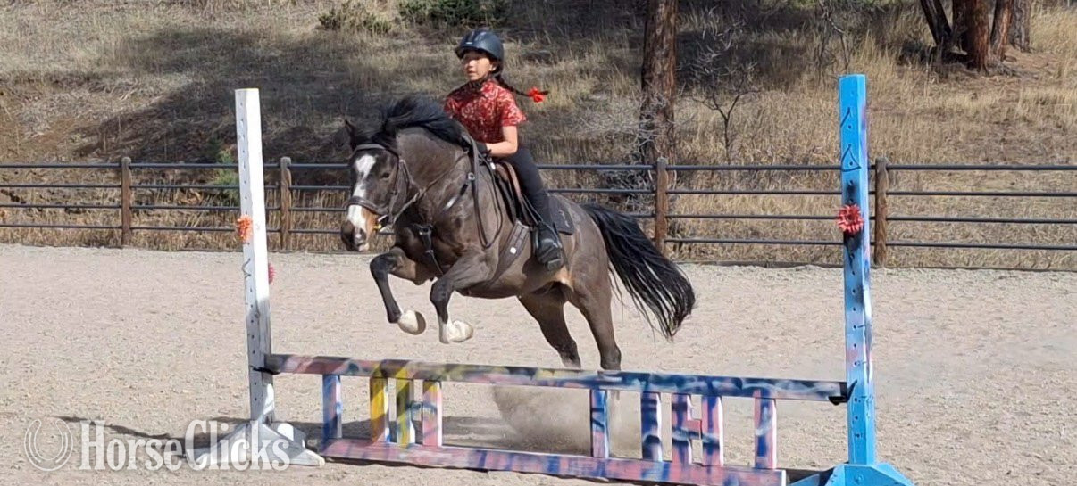 Warmblood - "Primrose Printz Charming" Bay Gelding Warmblood in Colorado