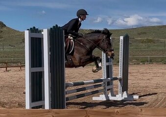 "Primrose Printz Charming" Bay Gelding Warmblood