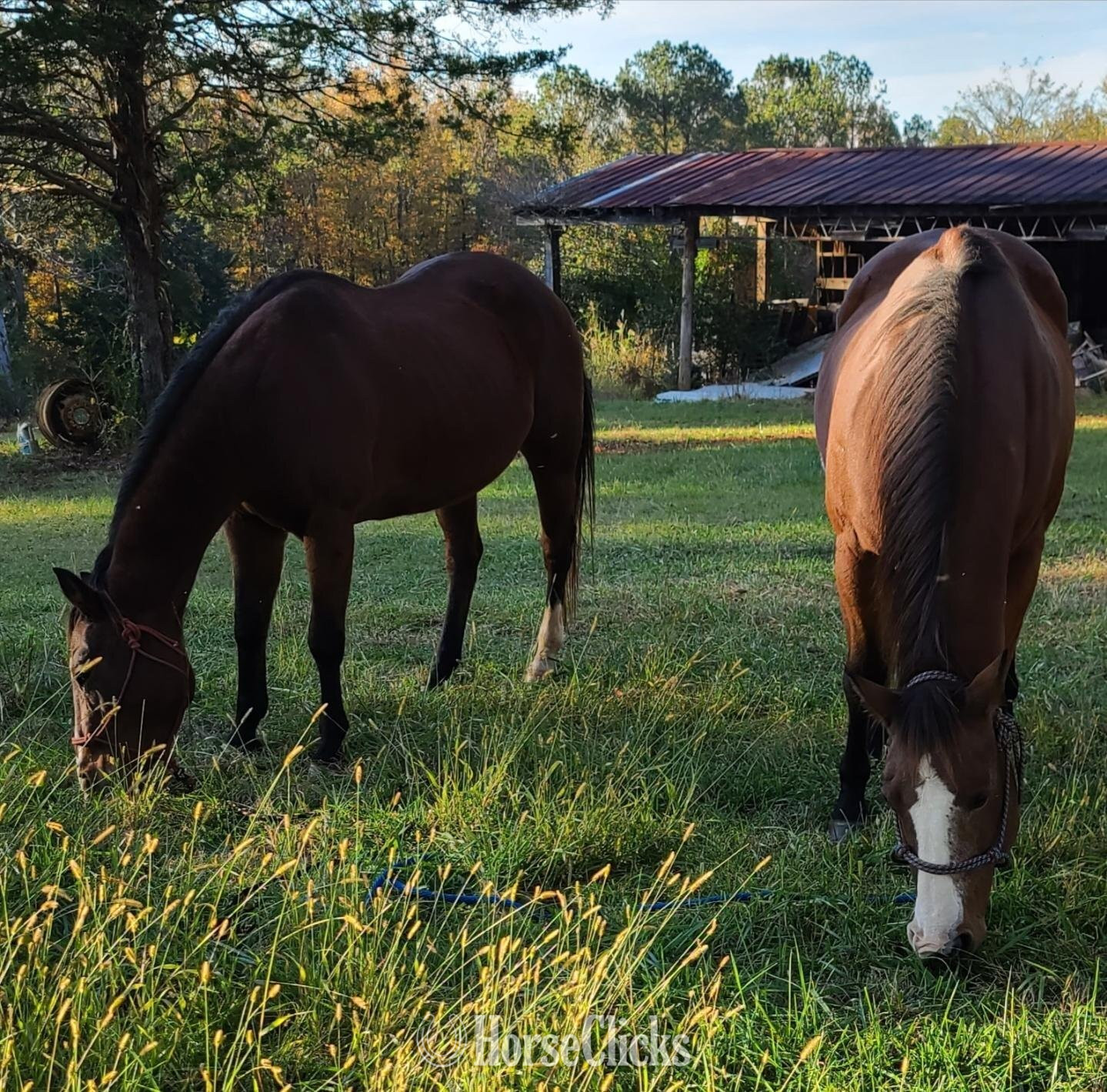 "Windstorm " Brown Gelding Quarter Horse in South Carolina
