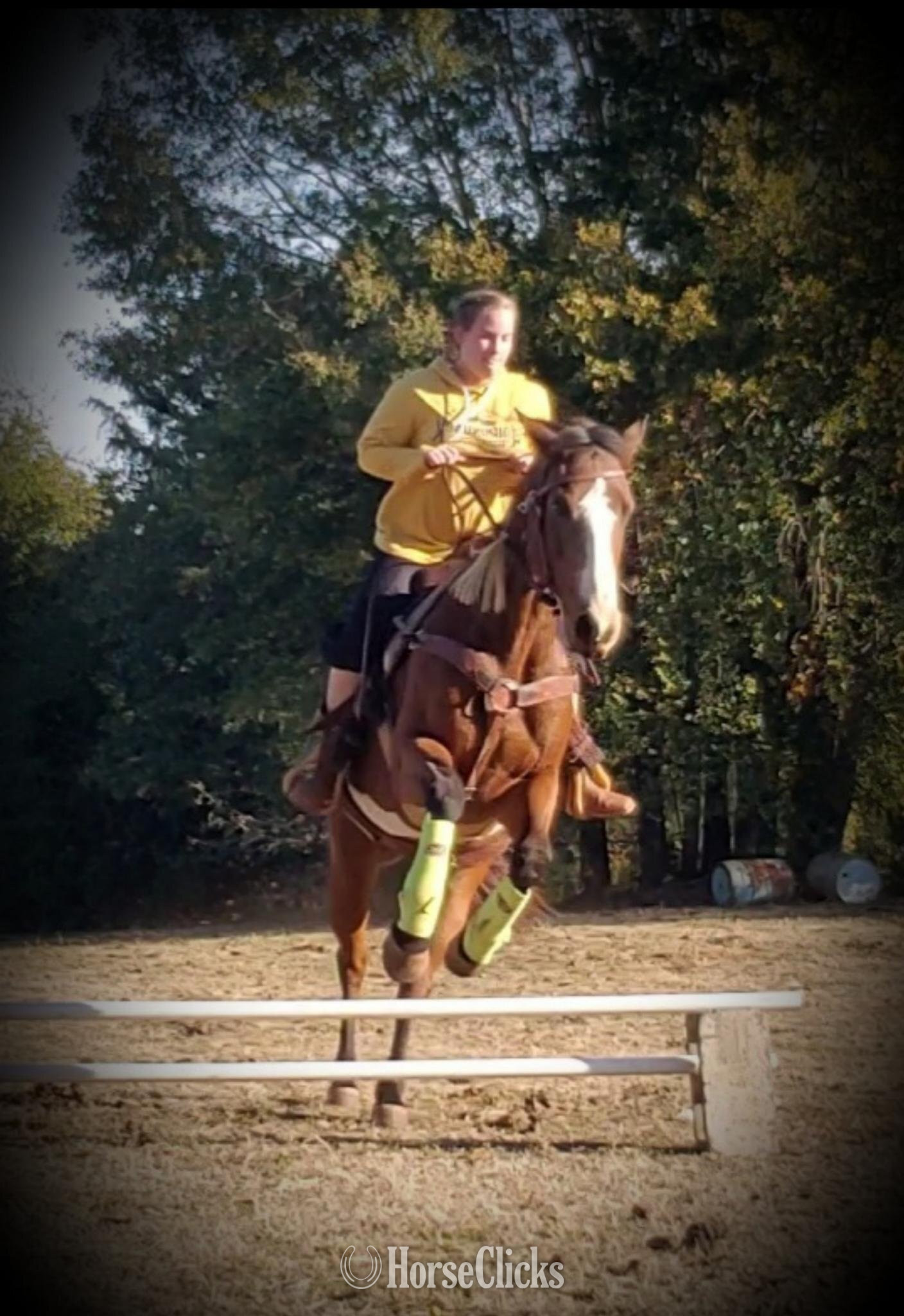 "Windstorm " Brown Gelding Quarter Horse