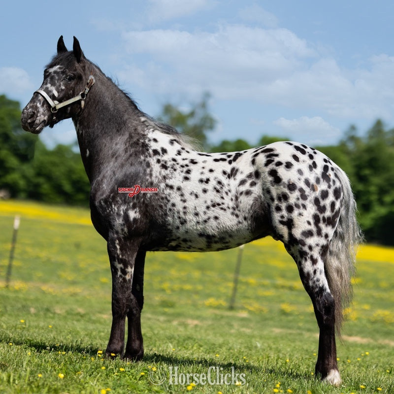 "JE Bazinga" Black Gelding Friesian