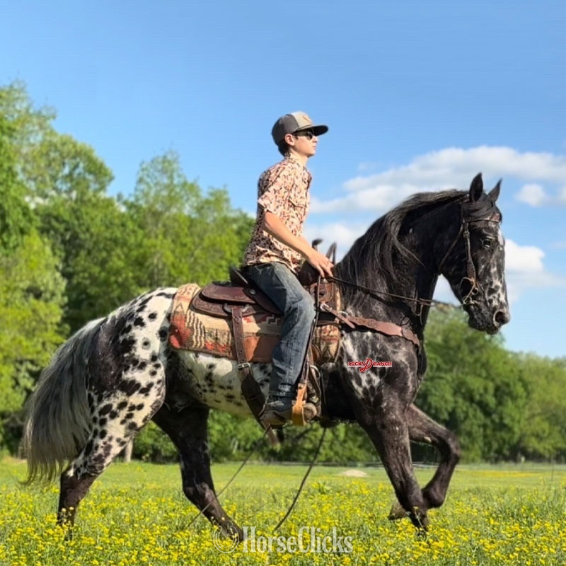 Missouri "JE Bazinga" Black Gelding Friesian