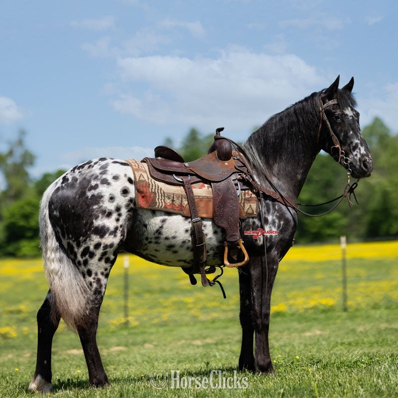 "JE Bazinga" Black Gelding Friesian - Friesian in Missouri