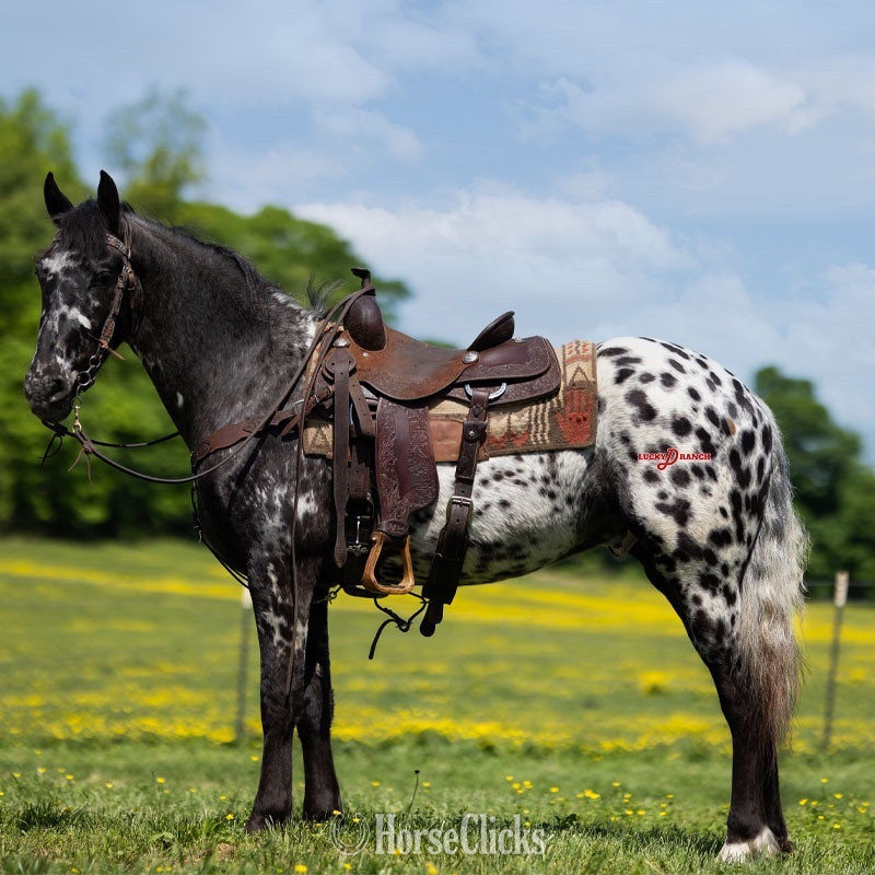 "JE Bazinga" Black Gelding Friesian - Friesian