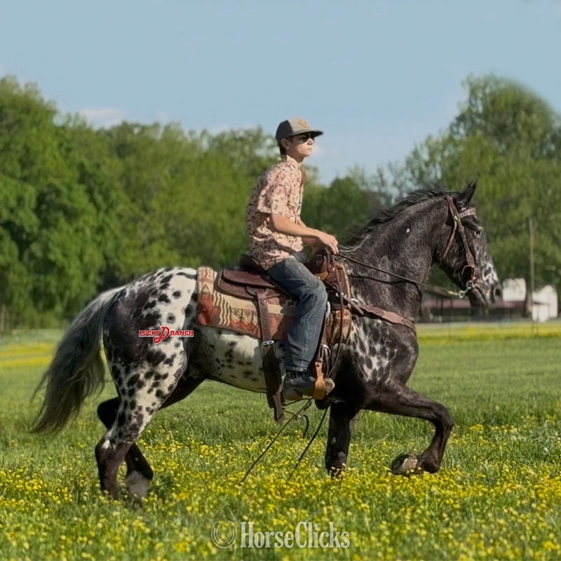 "JE Bazinga" Black Gelding Friesian Missouri