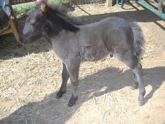 "Milkyway Knight Command" Black Colt American Miniature