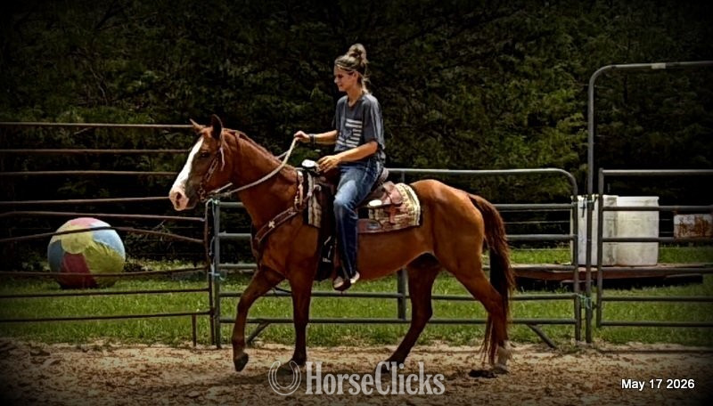 "Brandy" Sorrel Mare Quarter Horse in Texas