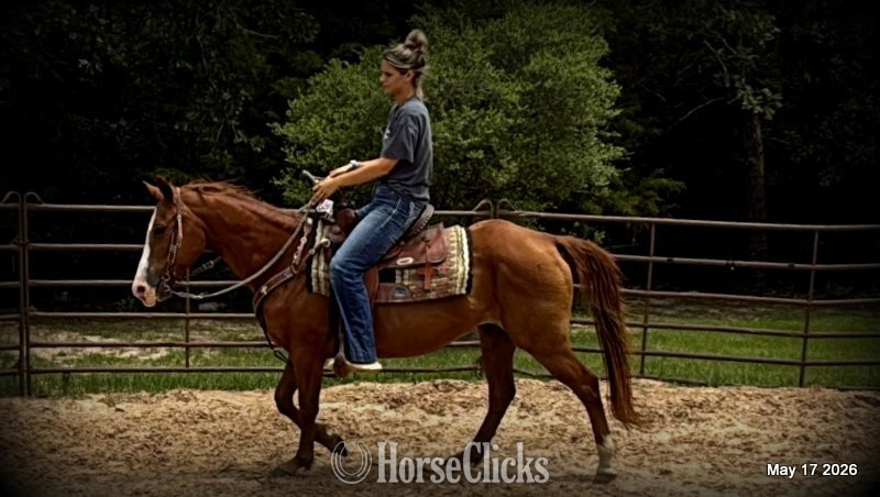 "Brandy" Sorrel Mare Quarter Horse