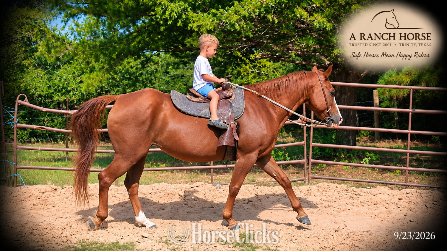 "Brandy • Kid Safe Beginner Safe Family Q" Sorrel Mare Quarter Horse