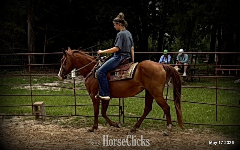Texas "Brandy" Sorrel Mare Quarter Horse