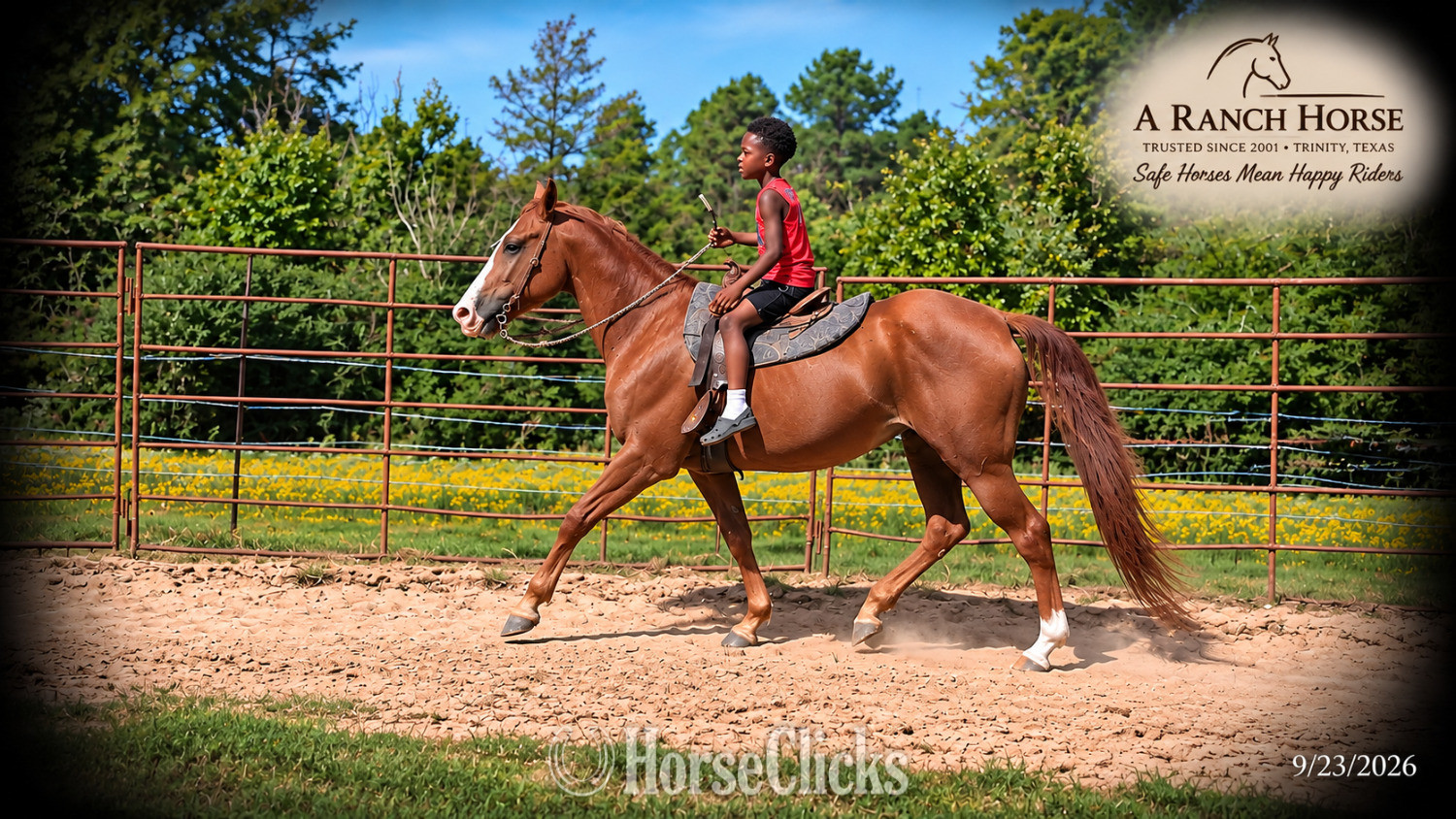 Texas "Brandy • Kid Safe Beginner Safe Family Q" Sorrel Mare Quarter Horse