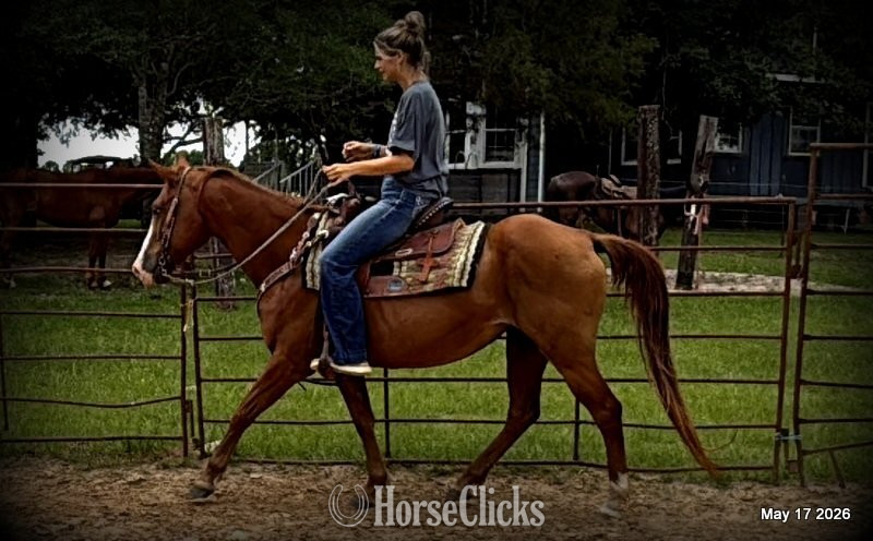 "Brandy" Sorrel Mare Quarter Horse - Quarter Horse in Texas