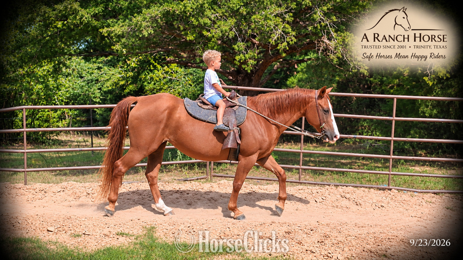 "Brandy • Kid Safe Beginner Safe Family Q" Sorrel Mare Quarter Horse - Quarter Horse in Texas