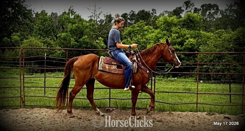 "Brandy" Sorrel Mare Quarter Horse Texas