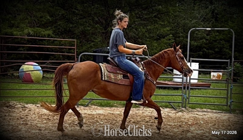 Quarter Horse - "Brandy" Sorrel Mare Quarter Horse in Texas