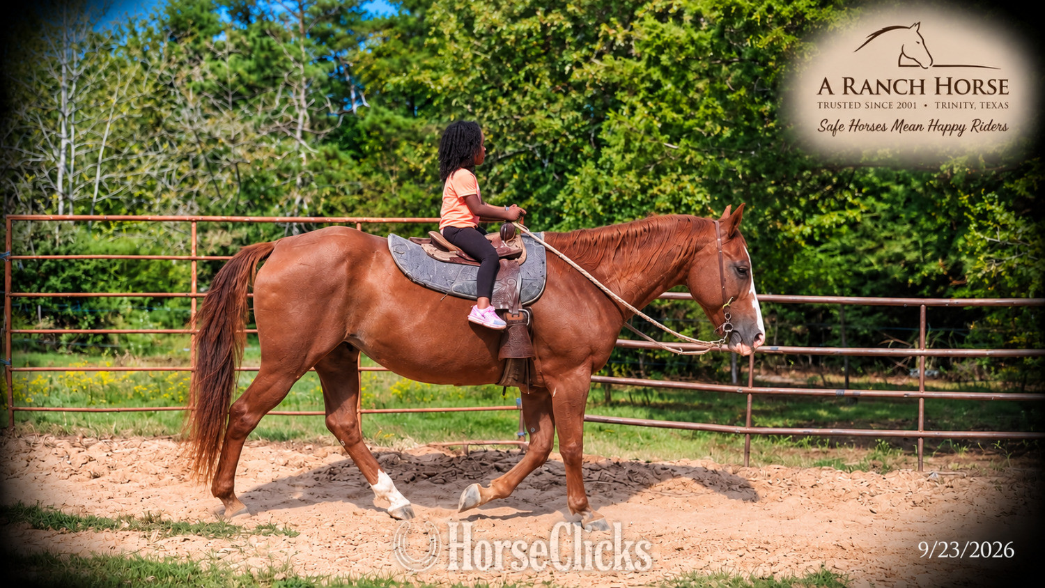 "Brandy • Kid Safe Beginner Safe Family Q" Sorrel Mare Quarter Horse Texas