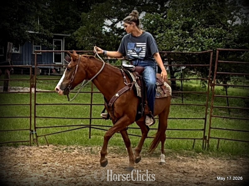 Quarter Horse - "Brandy" Sorrel Mare Quarter Horse