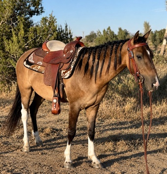"Winston " Buckskin Gelding Quarter Horse