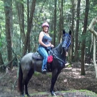 "Ruth" Blue Roan Mare Racking Horse in Tennessee