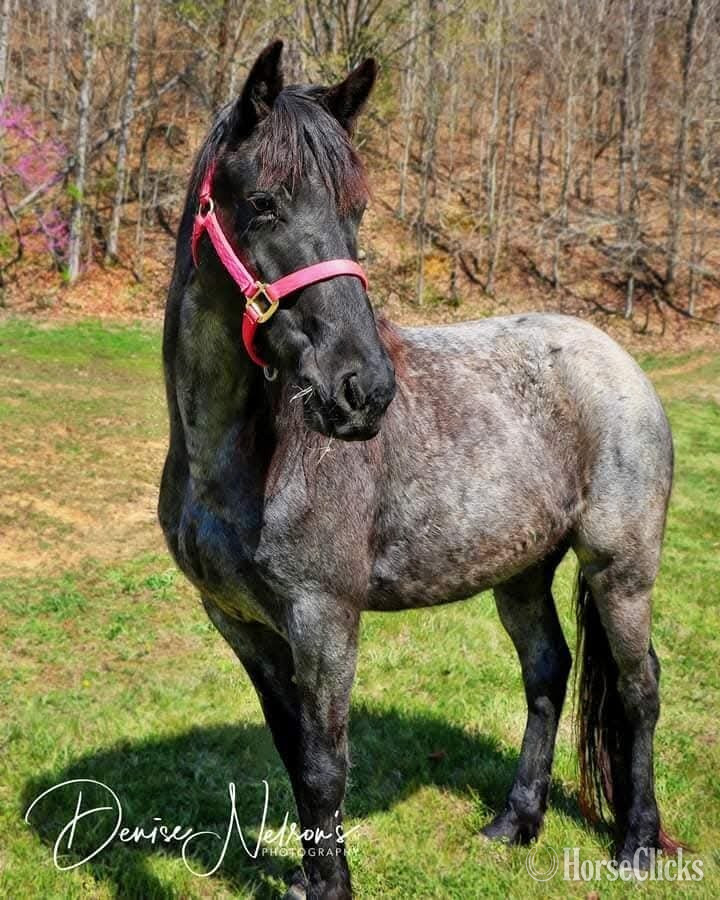 "Ruth" Blue Roan Mare Racking Horse