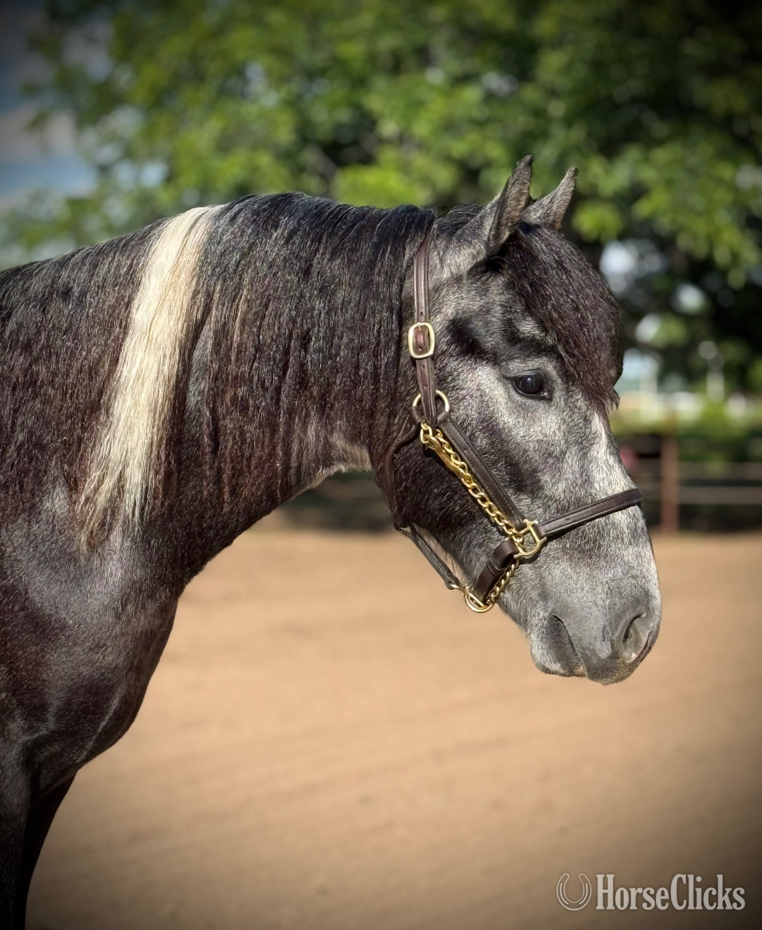 "Chess " Pinto Gelding Gypsy Vanner in Texas