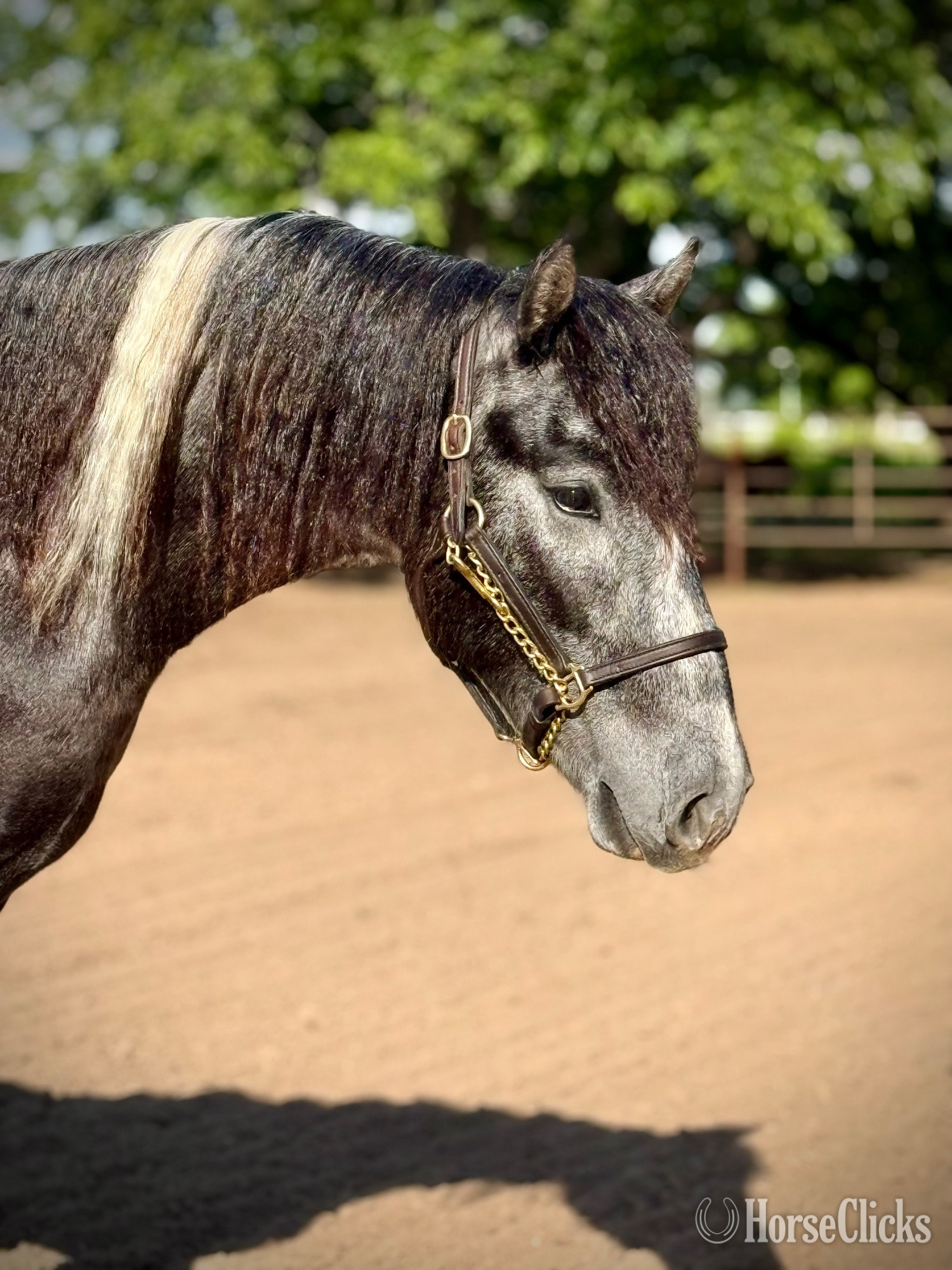 "Chess " Pinto Gelding Gypsy Vanner