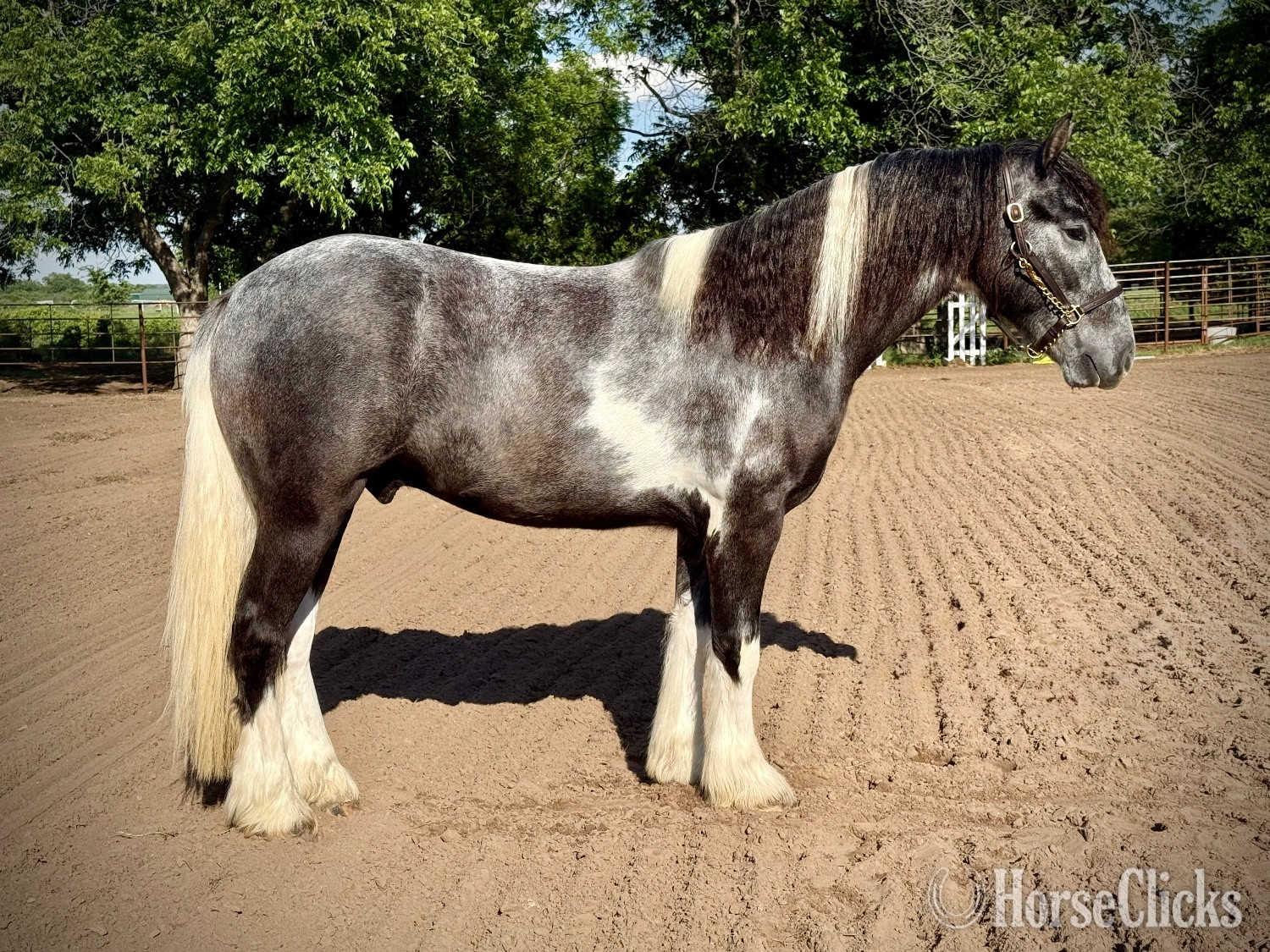 Texas "Chess " Pinto Gelding Gypsy Vanner