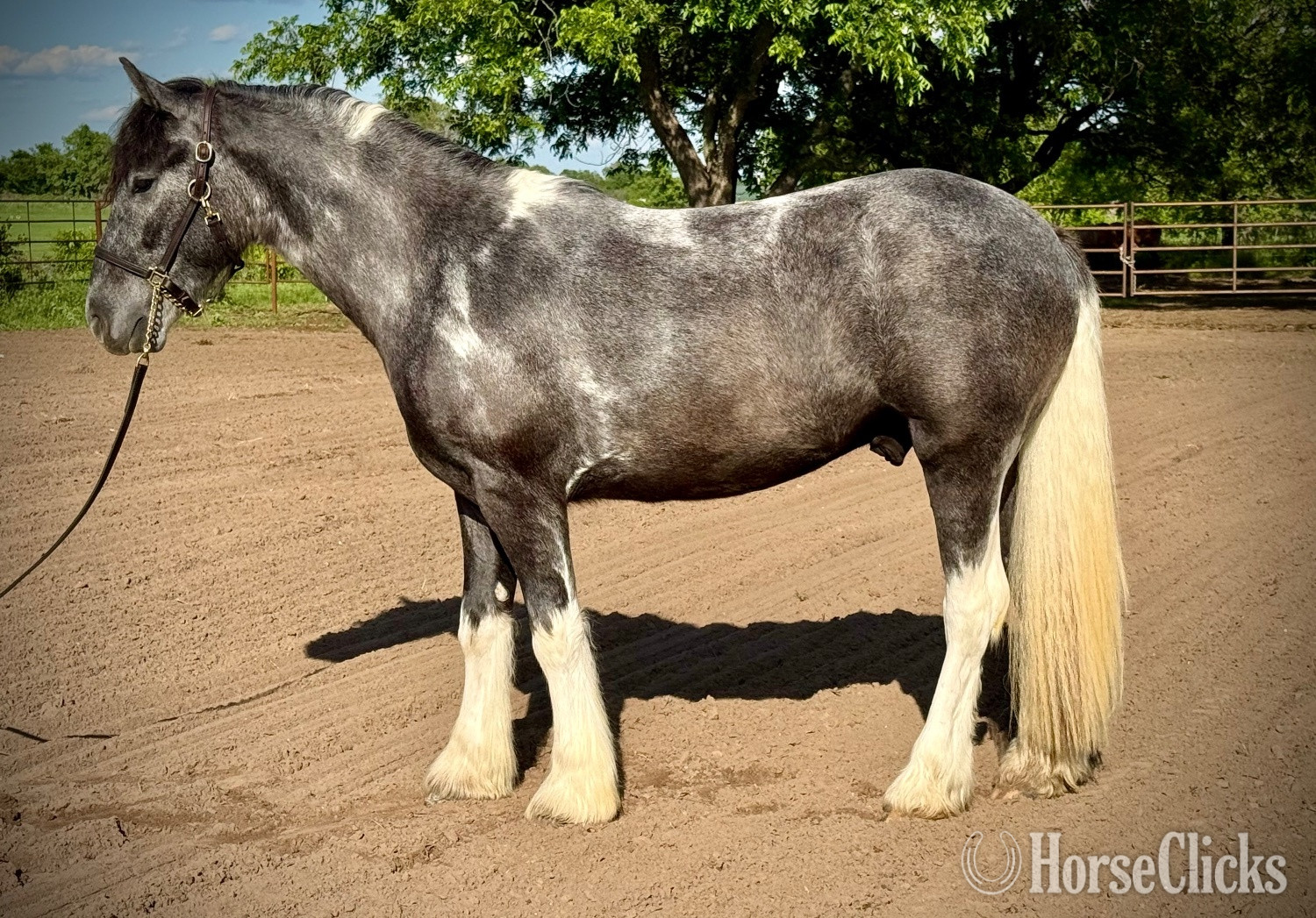 "Chess " Pinto Gelding Gypsy Vanner - Gypsy Vanner in Texas