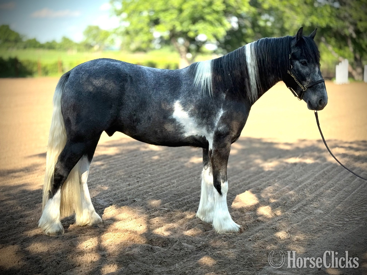 "Chess " Pinto Gelding Gypsy Vanner - Gypsy Vanner
