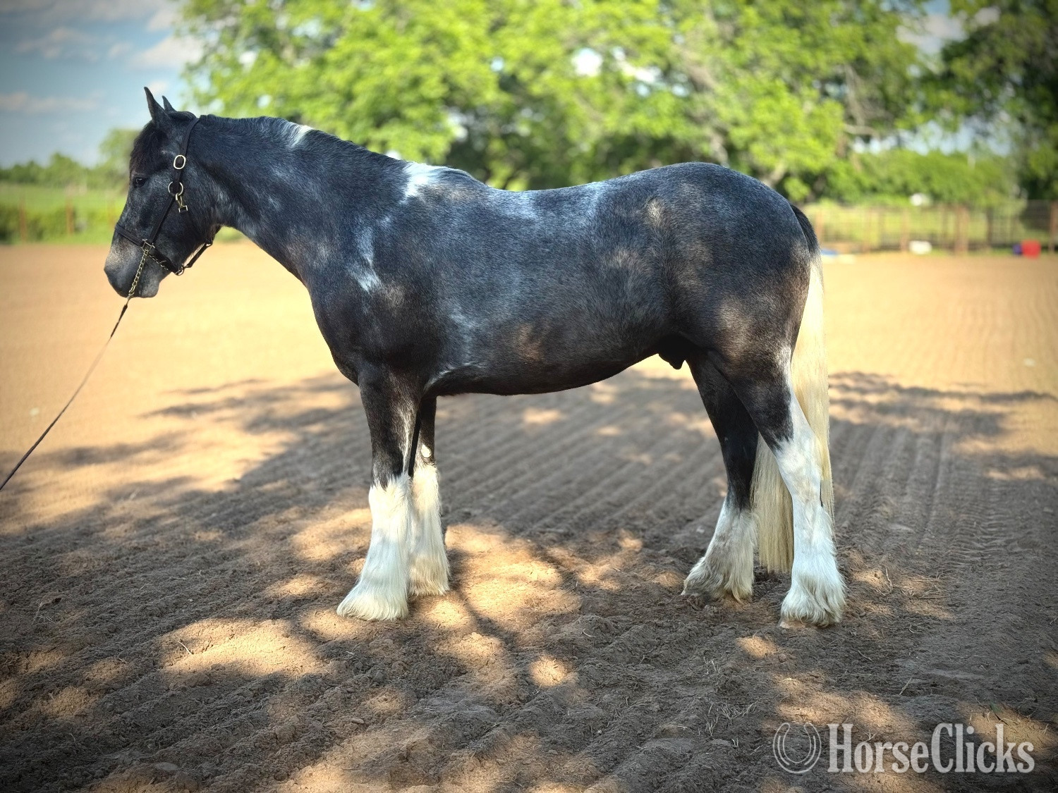 "Chess " Pinto Gelding Gypsy Vanner Texas