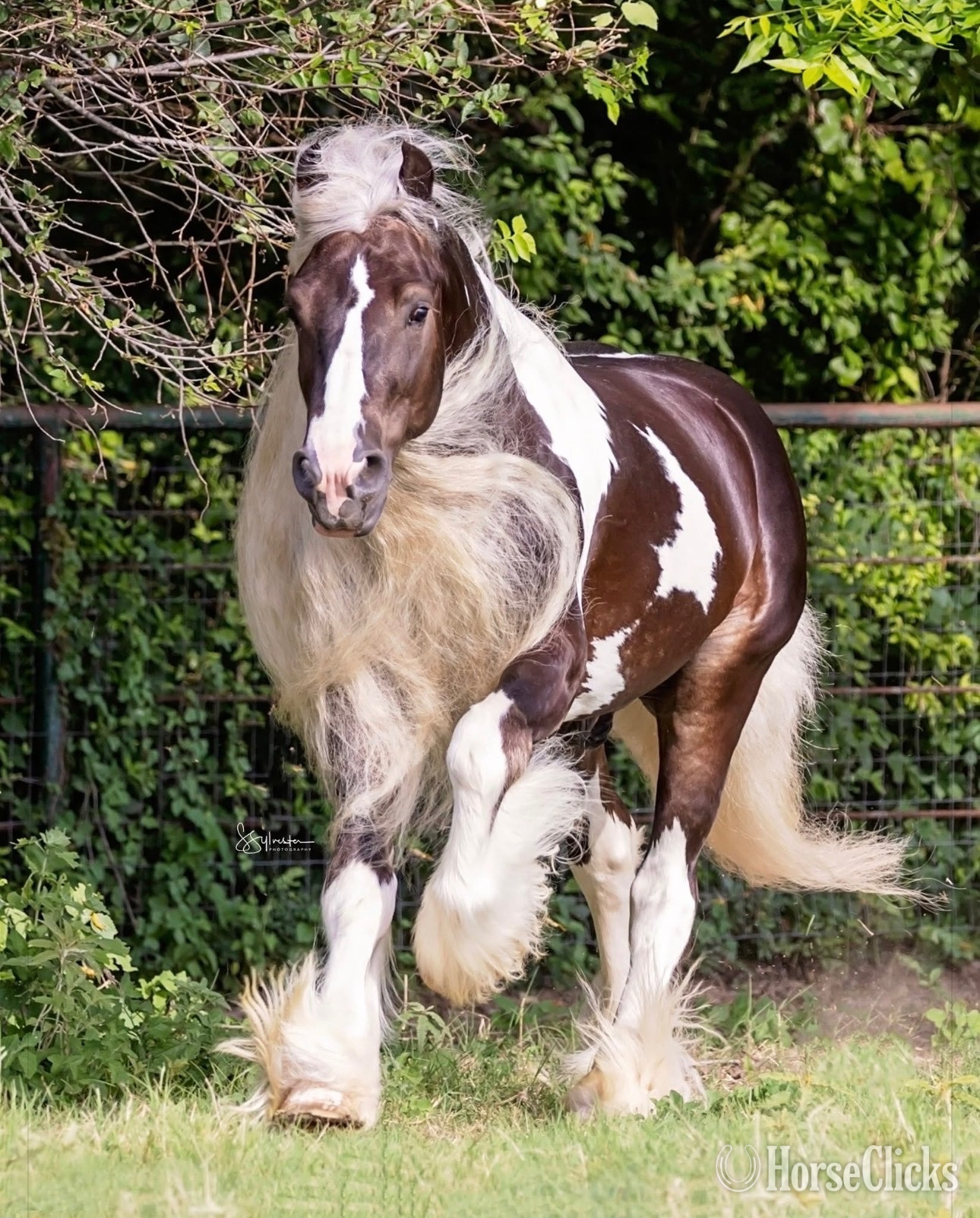 Gypsy Vanner - "Chess " Pinto Gelding Gypsy Vanner in Texas
