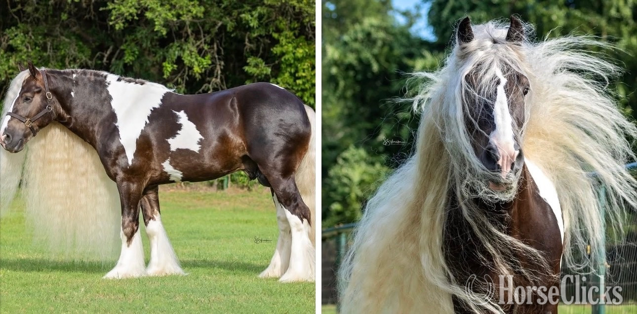 Gypsy Vanner - "Chess " Pinto Gelding Gypsy Vanner