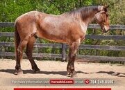 "Barrister " Red Roan Gelding Percheron