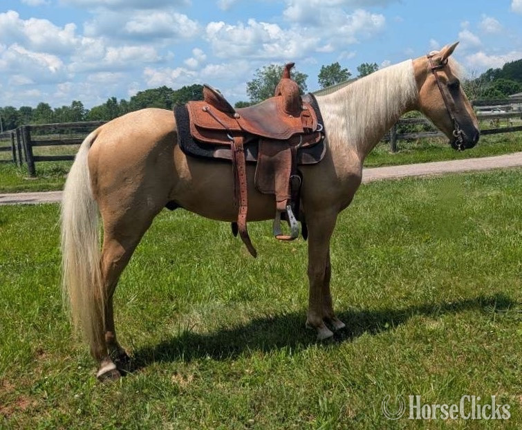"Trigger" Palomino Gelding Tennessee Walker in Ohio