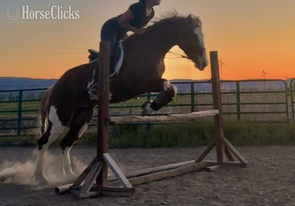 Colorado "JC" Chestnut Mare Paint