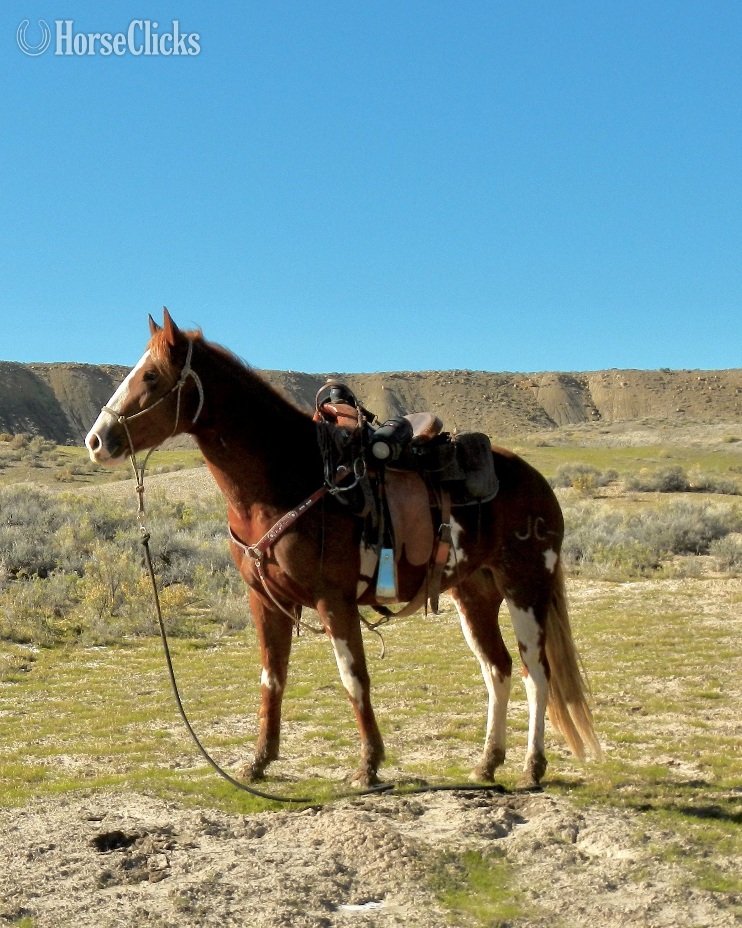 "JC" Chestnut Mare Paint Colorado