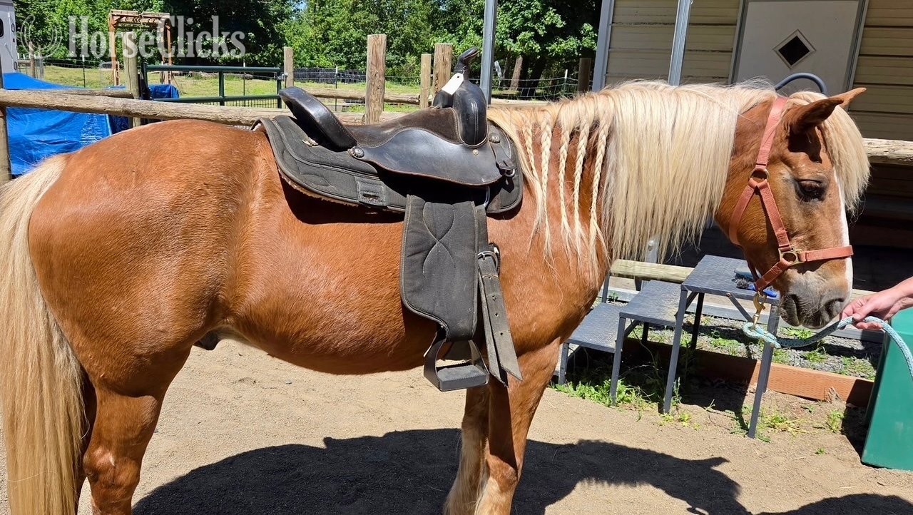 "Beau" Chestnut Gelding Haflinger in Oregon