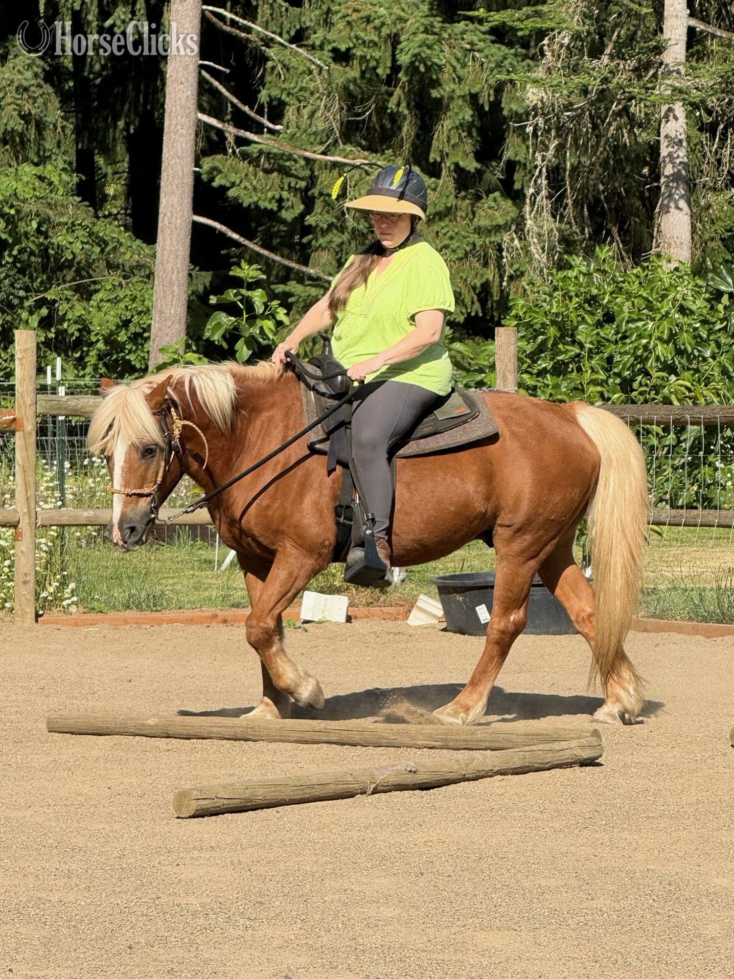 "Beau" Chestnut Gelding Haflinger