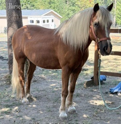 Oregon "Beau" Chestnut Gelding Haflinger