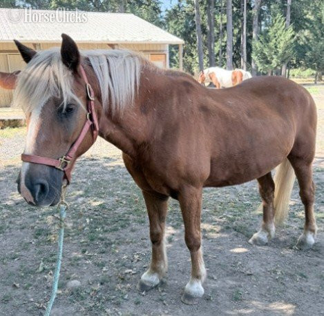"Beau" Chestnut Gelding Haflinger - Haflinger in Oregon