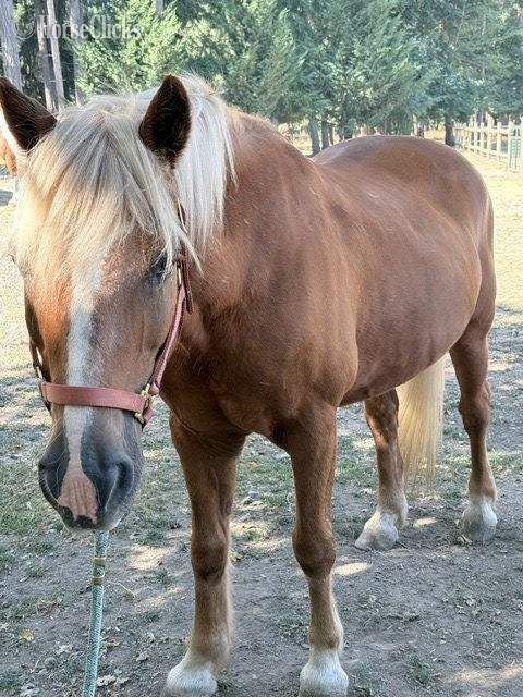 "Beau" Chestnut Gelding Haflinger - Haflinger