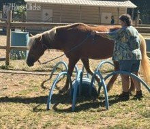 "Beau" Chestnut Gelding Haflinger Oregon
