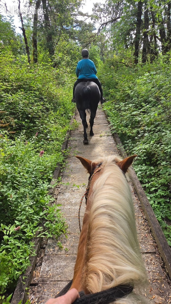 Haflinger - "Beau" Chestnut Gelding Haflinger in Oregon