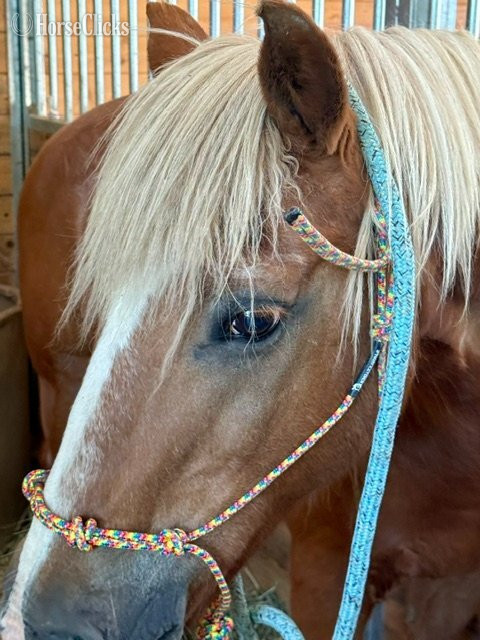 Haflinger - "Beau" Chestnut Gelding Haflinger in Oregon