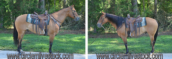 "Dugan" Dun Gelding Quarter Horse