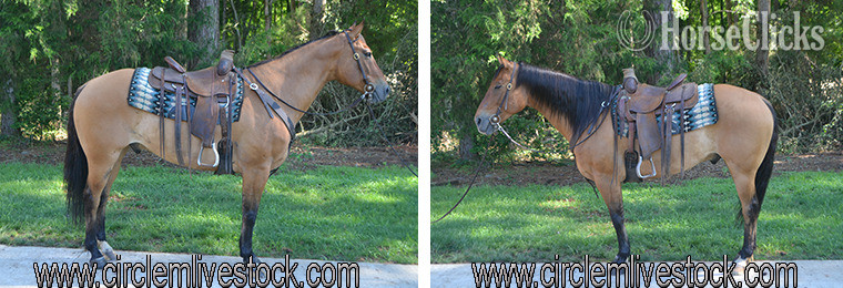 "Dugan" Dun Gelding Quarter Horse in North Carolina
